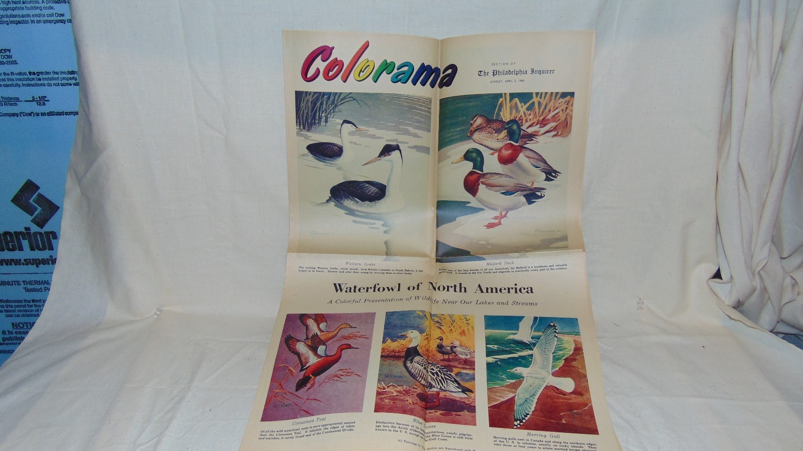 VINTAGE APRIL 1955 COLORAMA PHILADELPHIA INQUIRER WATERFOWL OF NORTH AMERICA