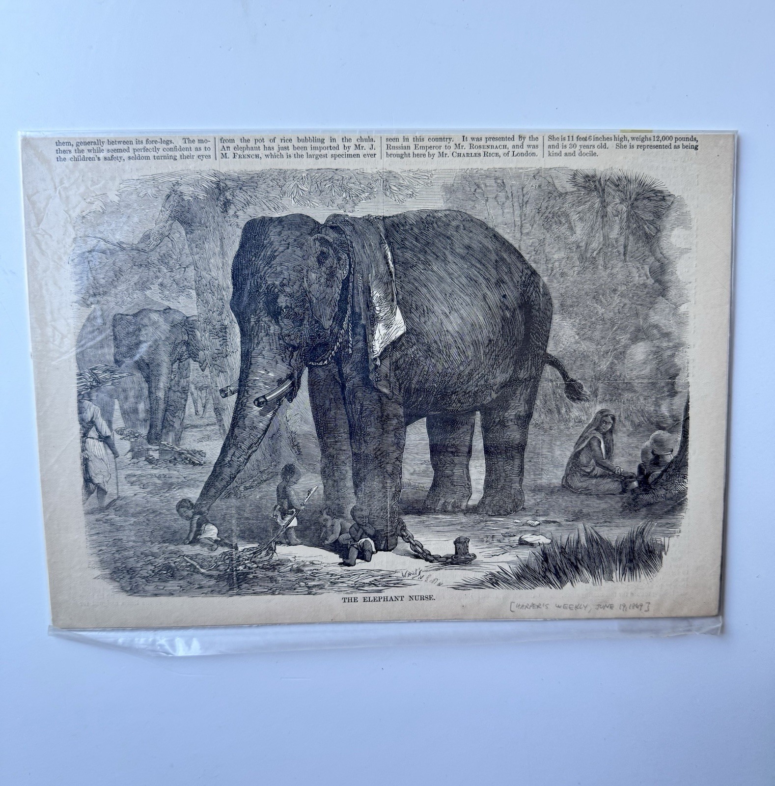 1869 Harper’s Weekly ‘The Elephant Nurse’ Original Antique Engraving Print News