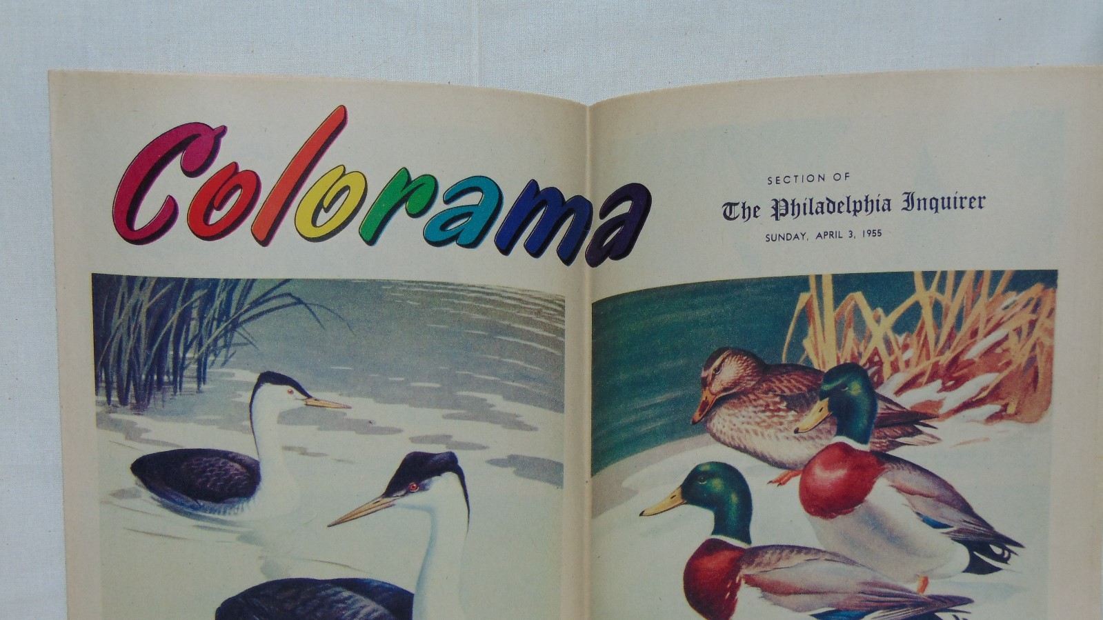VINTAGE APRIL 1955 COLORAMA PHILADELPHIA INQUIRER WATERFOWL OF NORTH AMERICA