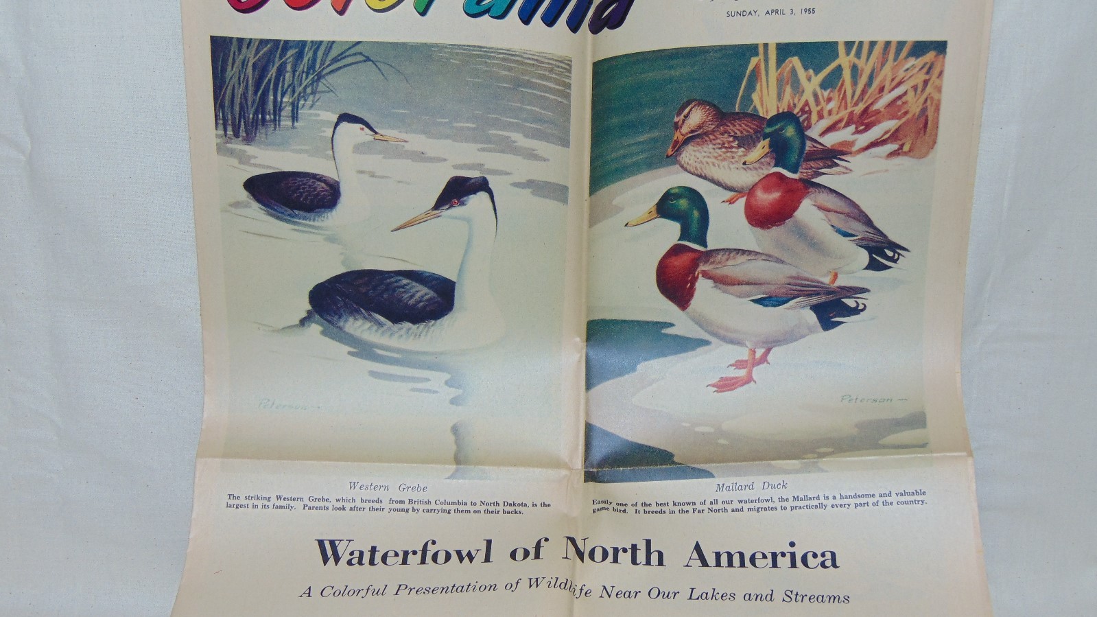 VINTAGE APRIL 1955 COLORAMA PHILADELPHIA INQUIRER WATERFOWL OF NORTH AMERICA