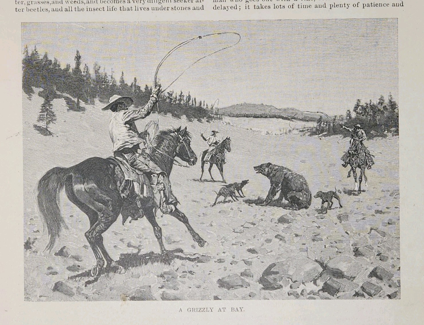 Harper’s Round Table with illustration by Frederic Remington ~ roping a grizzly
