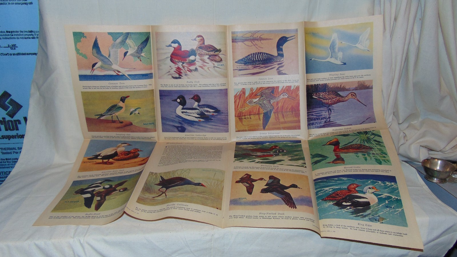 VINTAGE APRIL 1955 COLORAMA PHILADELPHIA INQUIRER WATERFOWL OF NORTH AMERICA