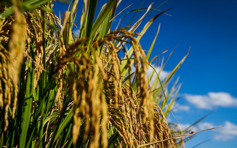 Bagé, RS, 02 de abril de 2019. A viagem promovida pelo Programa de Intercâmbio AgroBrazil da CNA e Farsul levou,  os diplomatas até a região da campanha gaúcha, no extremo sul do país, para conhecer a Estância Santa Maria, em Bagé. A propriedade é referência na utilização de sistema integrado de lavoura de soja, arroz e pecuária de corte. Foto: Wenderson Araujo/Trilux