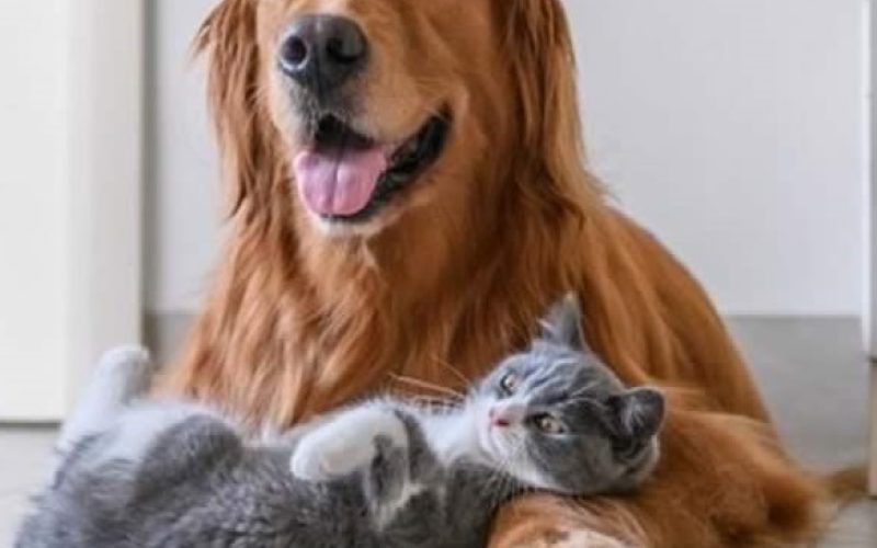 ESTUDO-REVELA-QUE-CONTAMINACAO-DE-CAES-E-GATOS-POR-COVID-E-MAIS-COMUM-DO-QUE-SE-IMAGINAVA