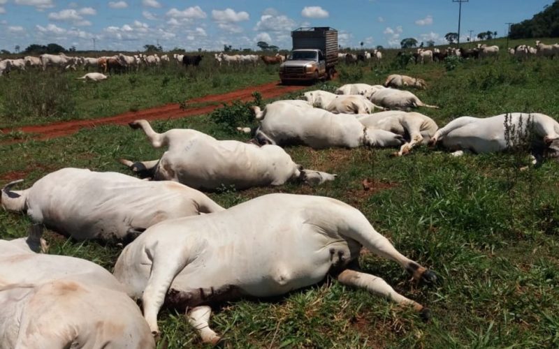Em-Cacu-fio-de-energia-cai-em-pasto-e-mata-mais-de-30-vacas-em-fazenda