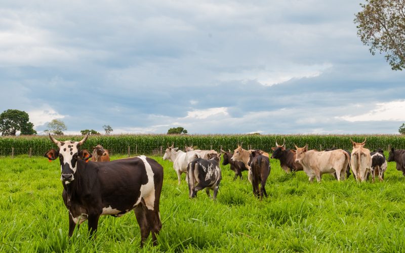 Goiás