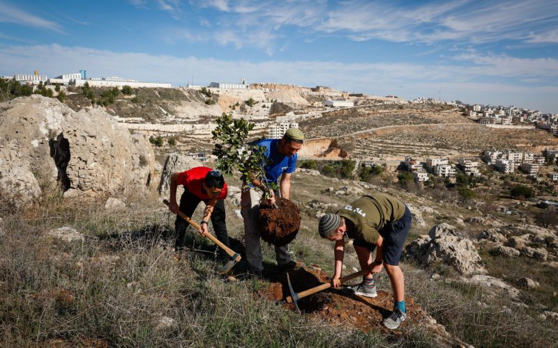 Israeli students from Ohr Torah Derech Avot school plant trees for Tu B'Shevat in the Jewish Settlement of Efrat, in the West Bank, on January 12, 2022. Photo by Gershon Elinson/Flash90 *** Local Caption *** טו
בשבט
ט"ו
נטיעות
עצים
אפרת
דרך האבות
חג
ערב
ילדים