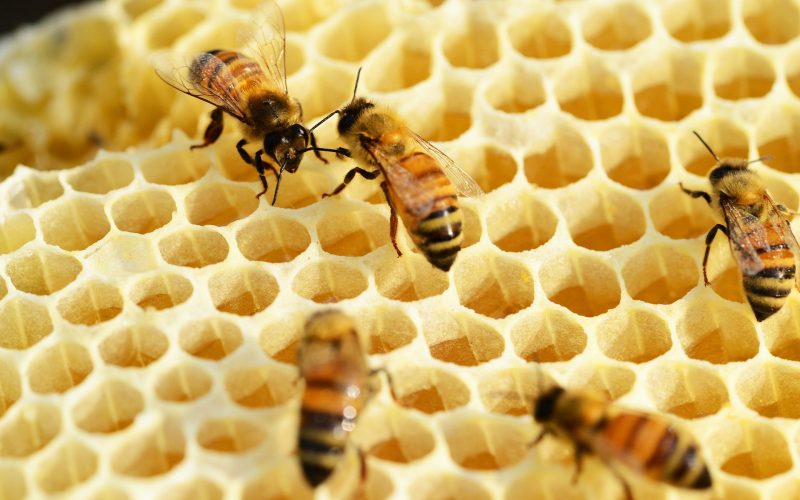 SINDIVEG-Colmeia-Viva-Ondas-de-calor-e-a-perda-de-abelhas-Credito-PollyDot-Pixabay
