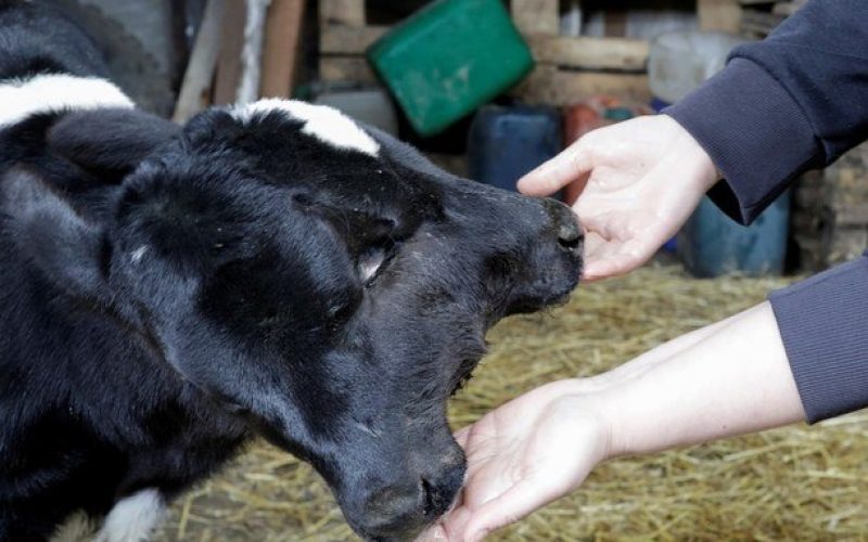 bezerro-duas-cabecas-21042021162836341