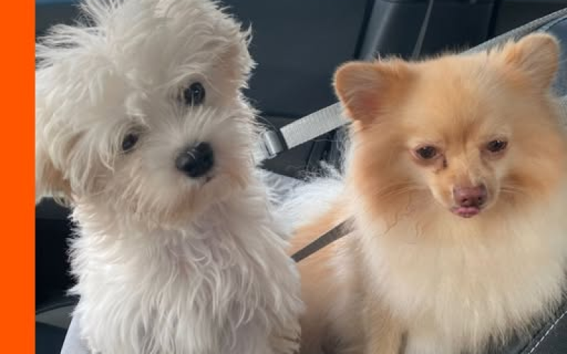 imagem_2025-11-06_113812580