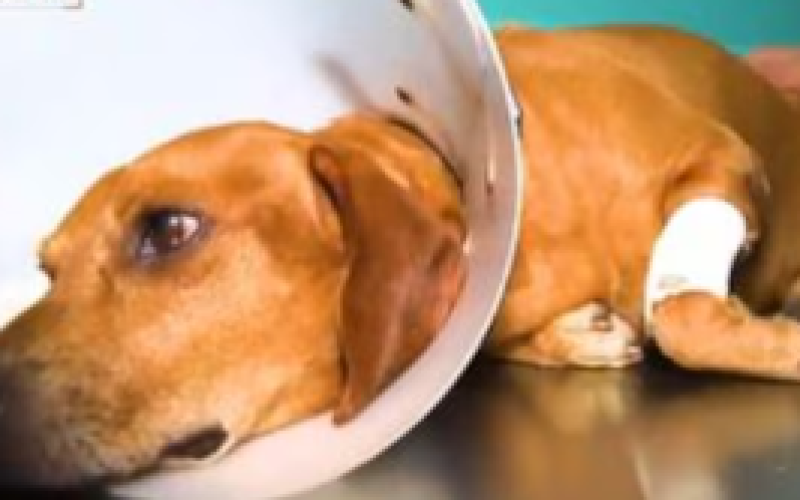 imagem_2026-03-22_220755229