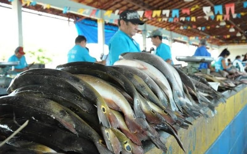 peixe_santarem_2
