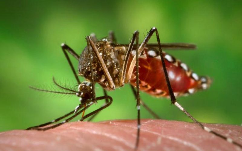 Fêmeas do Aedes aegypti transmitem doenças como dengue e zika por meio da picada em seres humanos. Insetos geneticamente modificados podem reduzir a quantidade de larvas.
Crédito: Divulgação / Portal Brasil/ em: http://www.mcti.gov.br/noticia/-/asset_publisher/epbV0pr6eIS0/content/%E2%80%98aedes-do-bem%E2%80%99-liberado-pela-ctnbio-ajuda-a-combater-o-mosquito-da-dengue;jsessionid=1CD7C5D68ECE6E2EA95796A13A8E7405